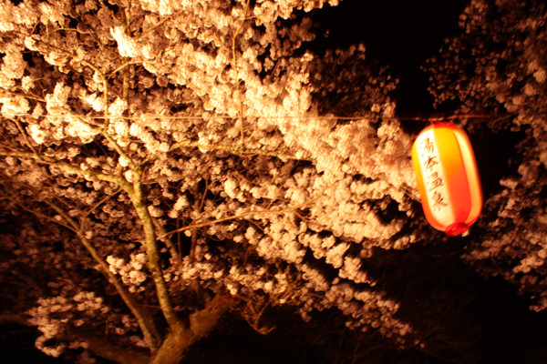 ～４月８日の桜開花状況～