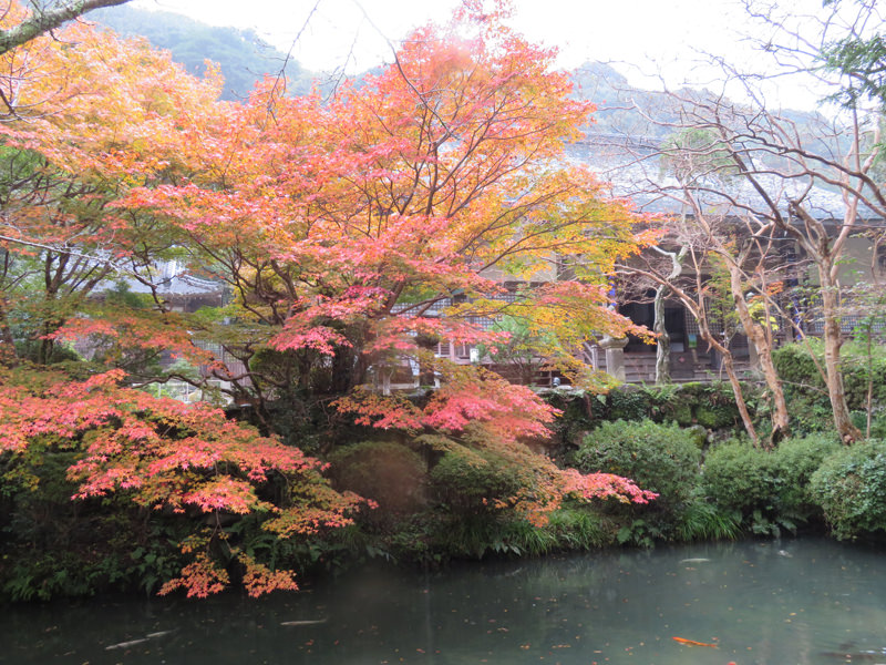 【山口観光】湯本温泉、紅葉状況～「大寧寺」の紅葉が見頃です