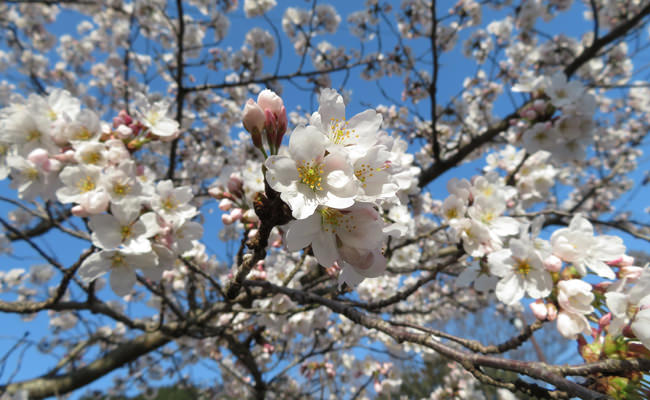 大谷山荘前の桜