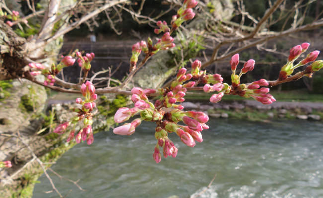 【山口観光】開花直前です。大谷山荘前の桜情報～2018年3月22日