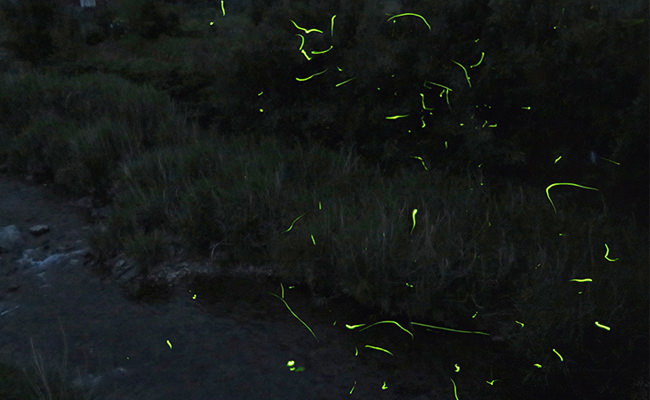 【Yamaguchi Sightseeing】Come see the fireflies on an early summer trip