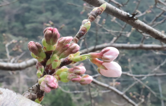 大谷山荘前の桜の開花