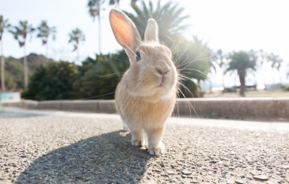 福岡～広島の島めぐり！猫やうさぎの楽園で癒やされコース