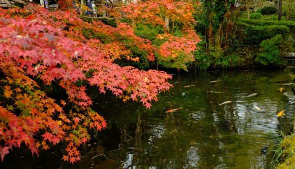 【山口観光】大寧寺の紅葉が見頃を迎えています(2021年11月12日の状況)