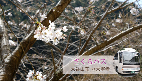 【春の催し】桜の名所・大寧寺まで無料送迎｢さくらバス｣のご案内(2022年3月26日～4月10日)