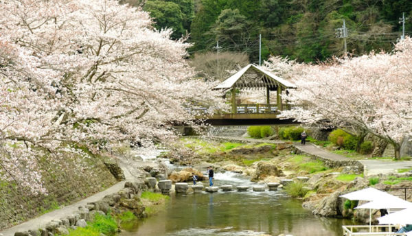 【山口観光】長門湯本温泉の桜が満開目前～桜の開花情報(2022年3月28日)