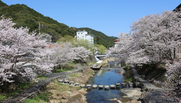 【山口観光】長門湯本温泉の桜がもうすぐ満開に～桜の開花情報(2023年3月28日)