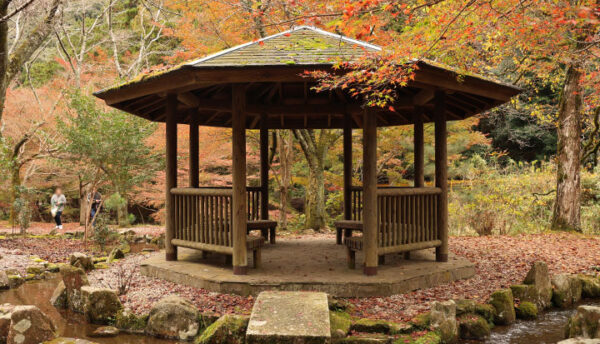 【山口観光】大寧寺の紅葉が色づいてきております。(2023年11月15日の状況)