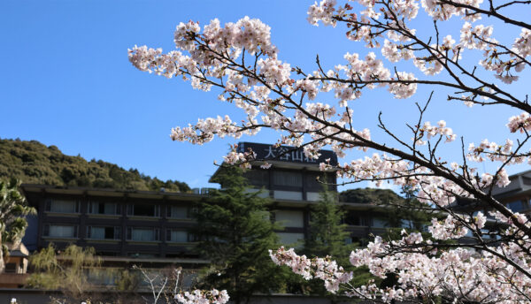 【山口観光】満開まであと少し～長門湯本温泉の桜の開花情報(2024年3月29日)