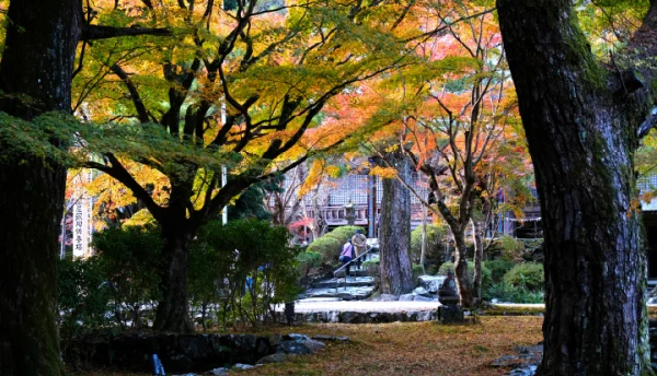 【秋の催し】紅葉の名所・大寧寺まで無料送迎「もみじバス運行」のご案内（2024年11月16日～12月1日）