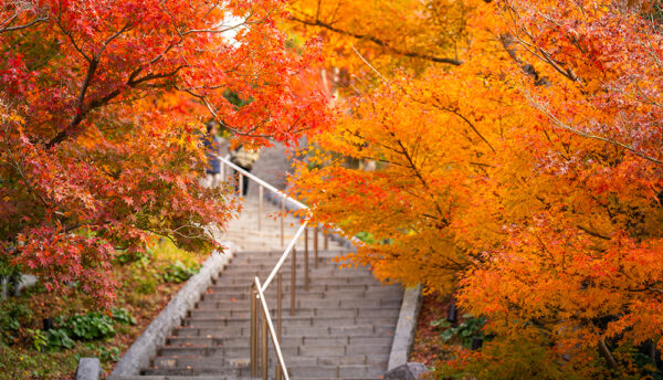 【山口観光】長門湯本温泉で「秋の夜長のそぞろ歩き」開催。紅葉ごろ寝BARなど秋を満喫しませんか？（2025年10月25日～11月30日）