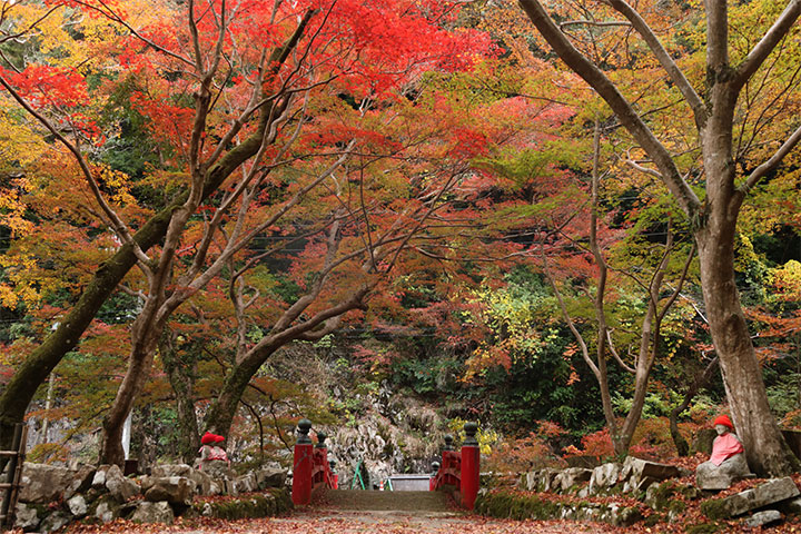 【山口観光】大寧寺の紅葉が見頃を迎えております(2025年11月19日の状況)