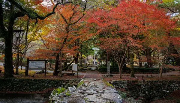 【秋の催し】紅葉の名所・大寧寺まで無料送迎「もみじバス運行」のご案内（2025年11月15日～11月30日）