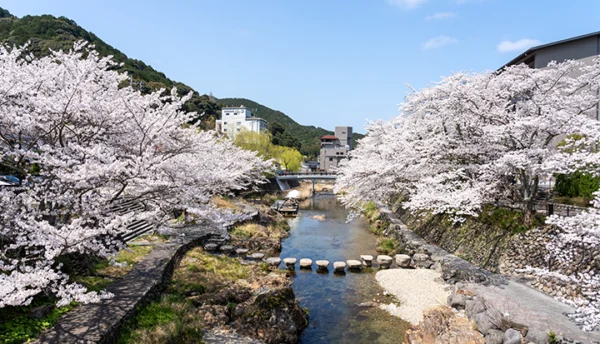 【春の催し】長門湯本の桜を満喫。「さくらバス」と「川床お花見弁当」のご案内（3月25日～4月10日）