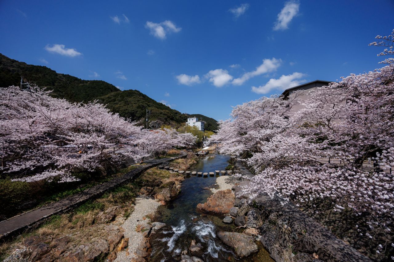 【Yamaguchi Tourism】A Tranquil Cherry Blossom and Firefly Retreat in Nagato Yumoto