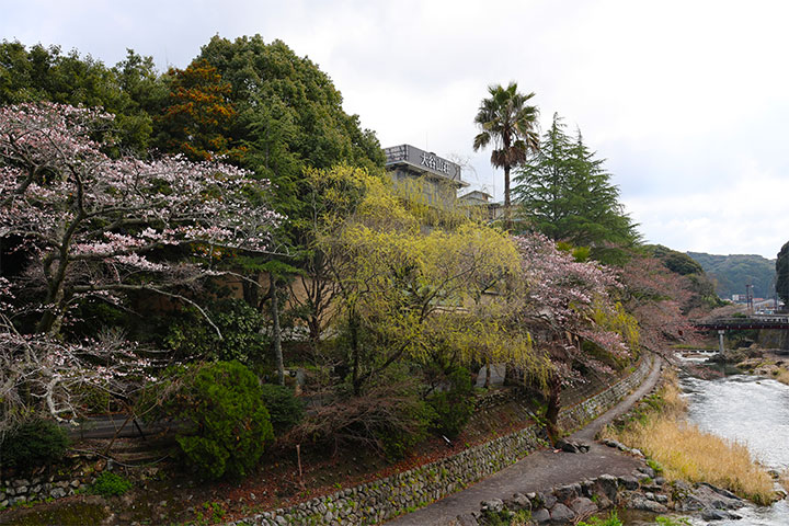 【山口観光】長門湯本温泉の桜がもうすぐ満開～桜の開花状況(2026年3月29日)