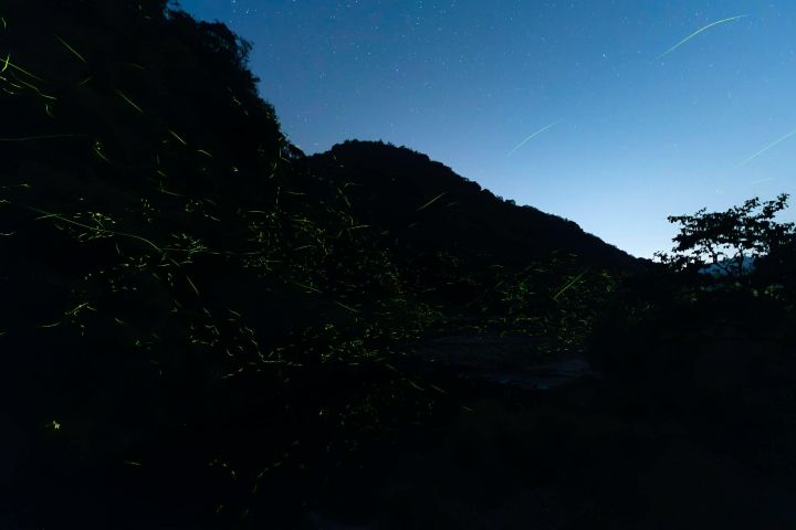 【夏の催し】蛍舞う初夏の長門湯本温泉で、幻想的な景色を目にしてみませんか？(2026年5月23日～6月7日)