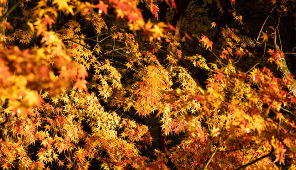 【秋の催し】紅葉や旬の味覚を愉しむ秋のイベントのご案内