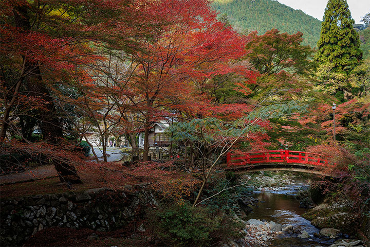 【秋の催し】秋の長門湯本をご散策。紅葉に彩られる大寧寺への｢もみじバス運行｣のご案内(2026年11月16日～11月30日)